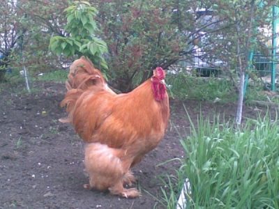  rădăcină rasă