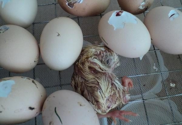  los pollos muerden de un huevo