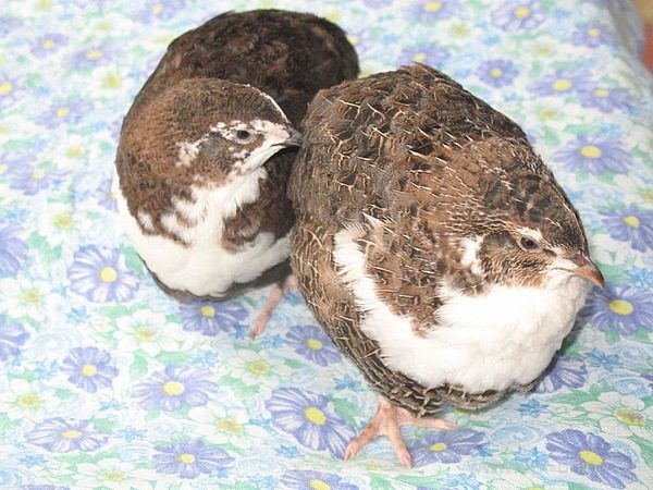  Tuxedo quail