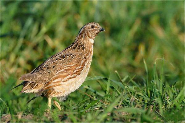  quail