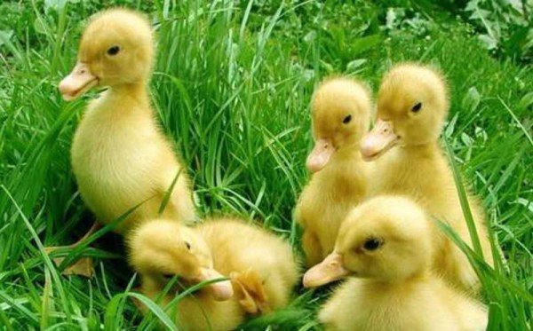 Pollitos De Pato De Pekín
