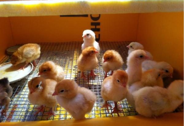  pollos de la incubadora