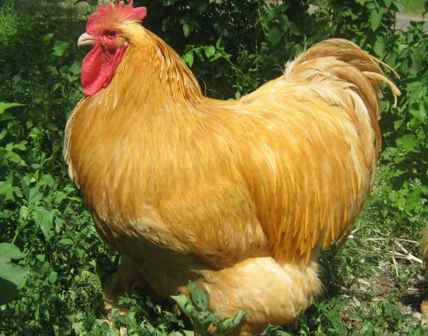  Kochinquin Chicken