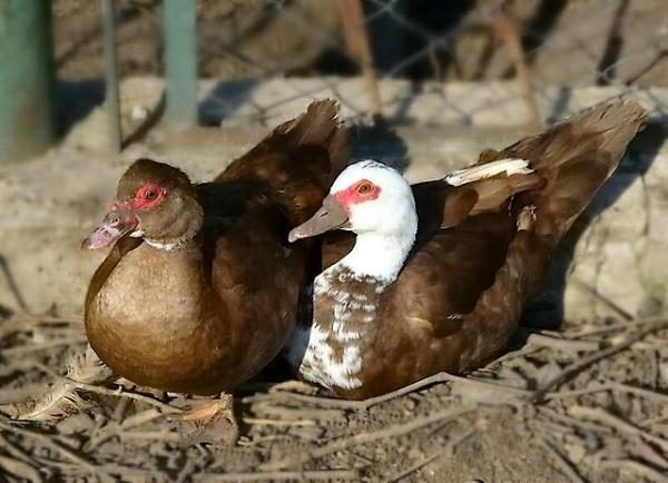  Pato de raza almizclera y drake
