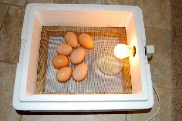  Incubadora de Huevo de Poliestireno