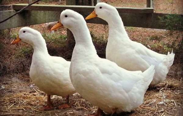  Patos de Pekín en el patio.