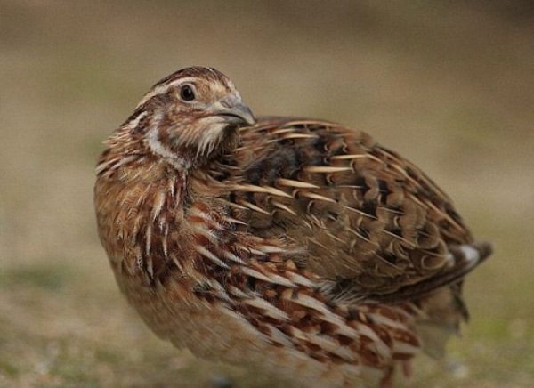  Quail breed Pharaoh