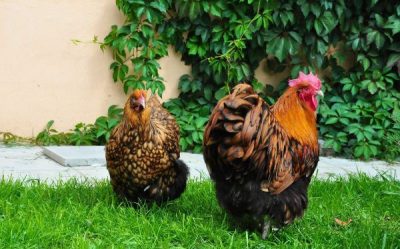 cocoș și găină orpington pe iarbă