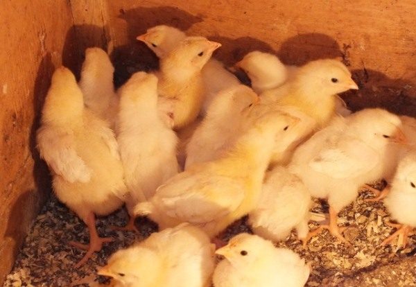  Pollos de engorde semanal