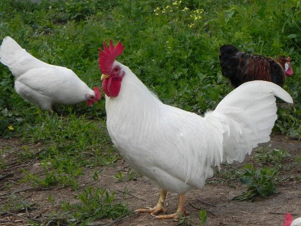  Cocosul pitic alb de cocos