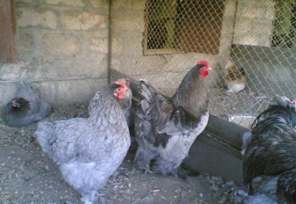  Albastru Kokhinkhin Hens