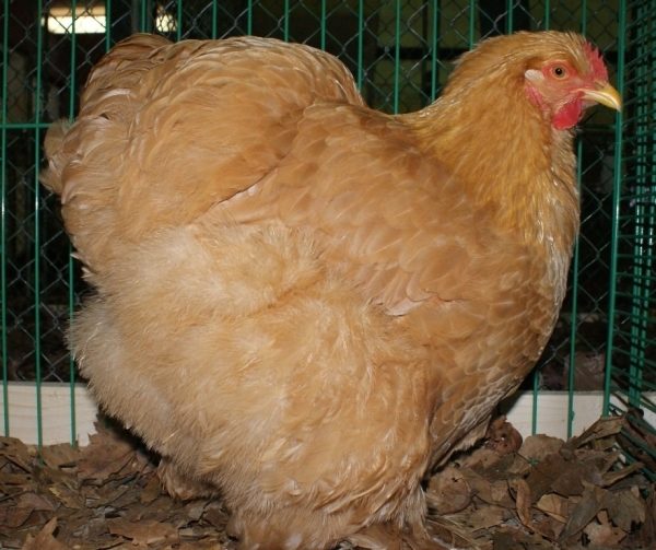  Galbenă de rasă de pui Kokhinkhin