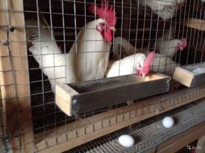  Pui leghorn în cuști și ouă