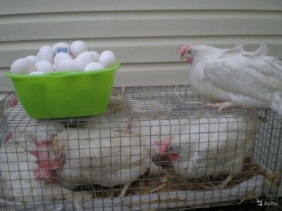  Pui de găină albă în cuști și ouă albe într-un castron