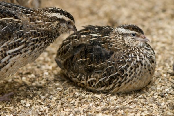  Fattening quail