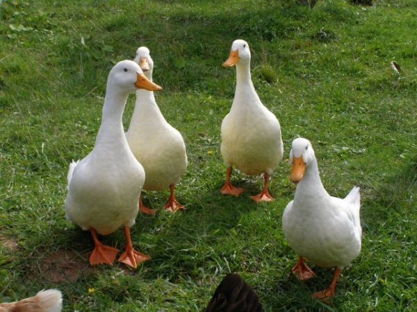  Patos de pekín