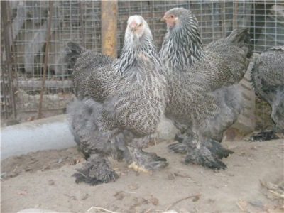  carnea de pasăre gri peste plasă