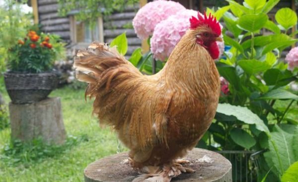  Dwarf Kochinquin