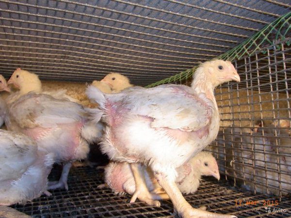  Pollos de engorde en una jaula