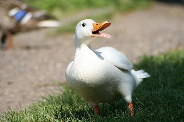  Raza de pato de Pekín