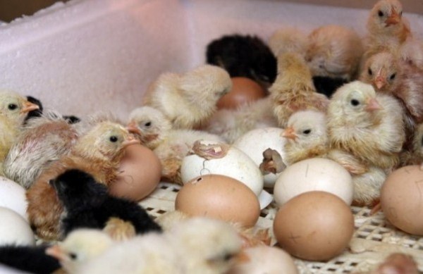  pollos nacen de huevos