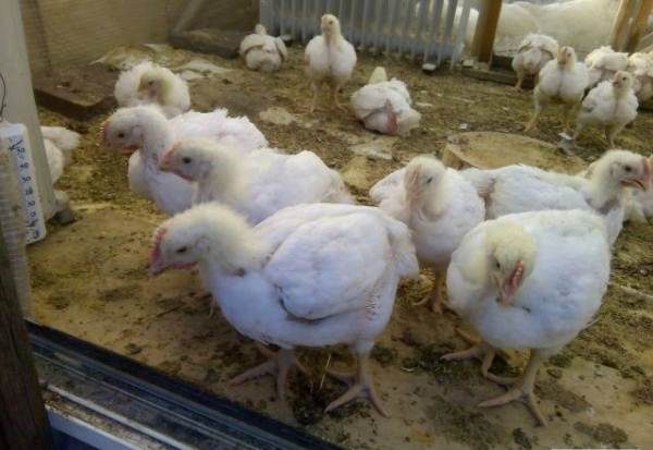  Pollos de engorde con plumaje.