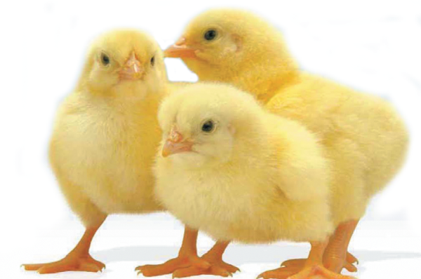  pollos de engorde