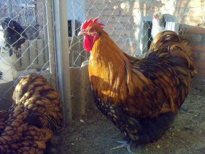  Cocos de rasa Orpington