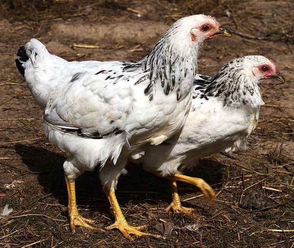  Adler silver breed of chickens