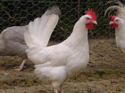  Pâinea albă de pui
