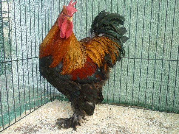  Roșia de rasă kuropatchaty kokhinhin