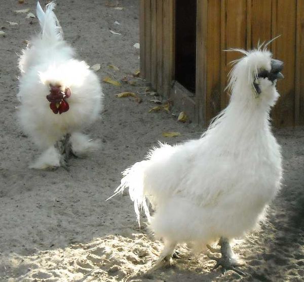  Chinese Silk Chicken