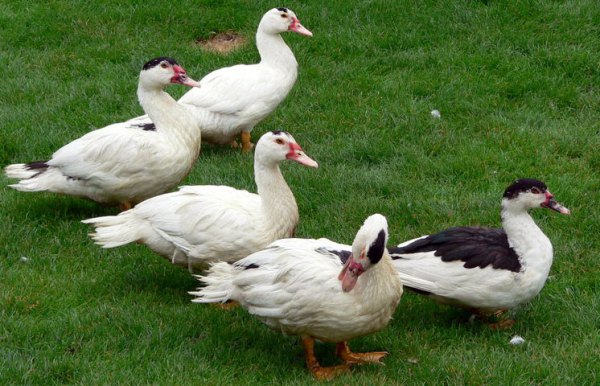  Duck mulard