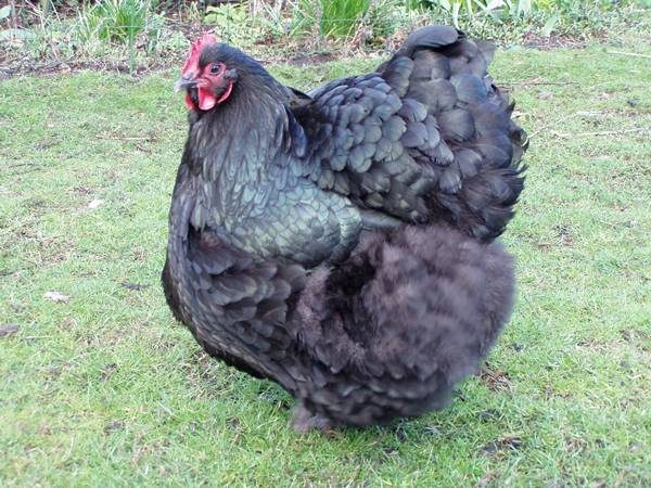  orpington negru