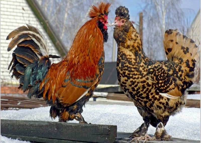  gallinas de la raza pavlovsk