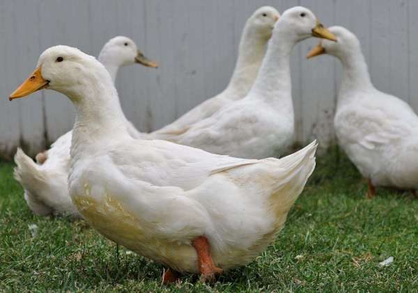  Patos de Pekín en el patio.