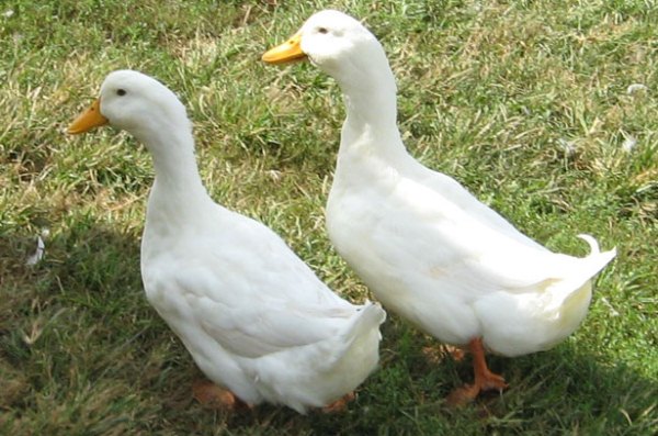  Pato de pekín