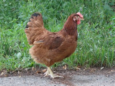  Brânză de pui de rasă Leggorn