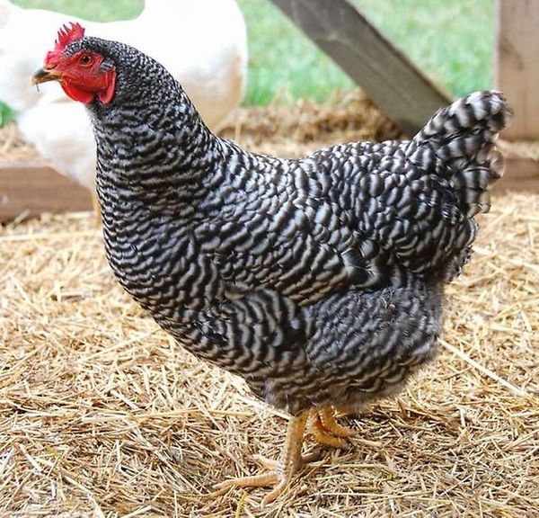 Criar pollos dominantes