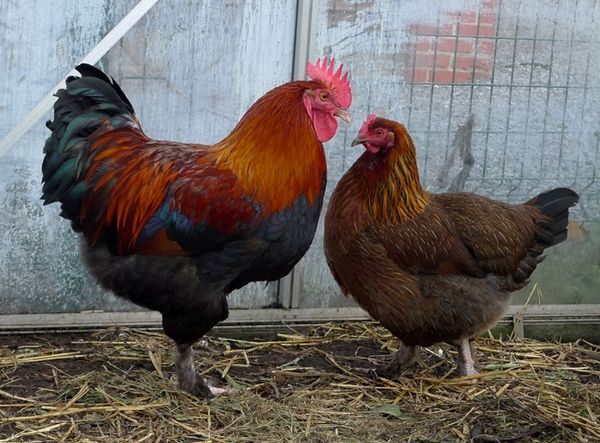  Breed hen maran