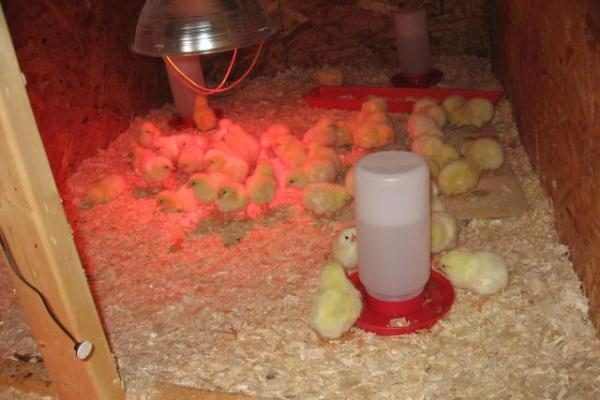  Calentando pollos de engorde