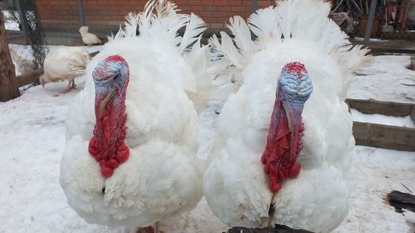  white wide-breasted turkey