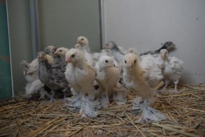  Găină găinile