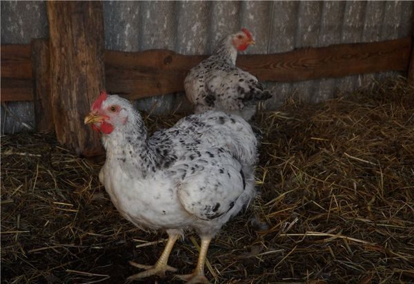  photo of chicken of this breed