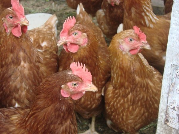  fotografie de rasă de rasă maresex