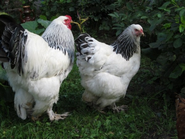  Bright breeds of pomfret