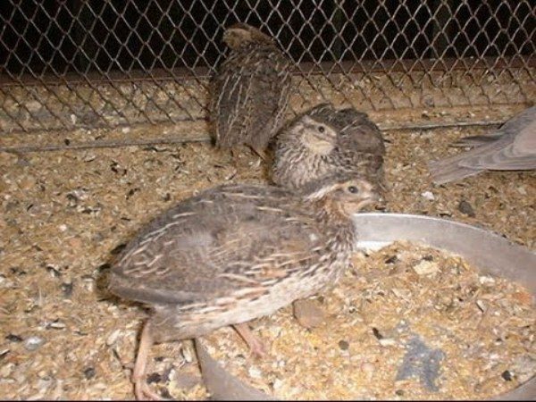  Adult quail eat