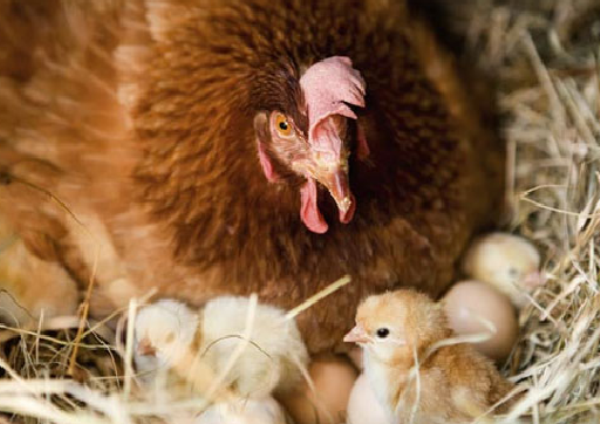  Mouth hen and chicken