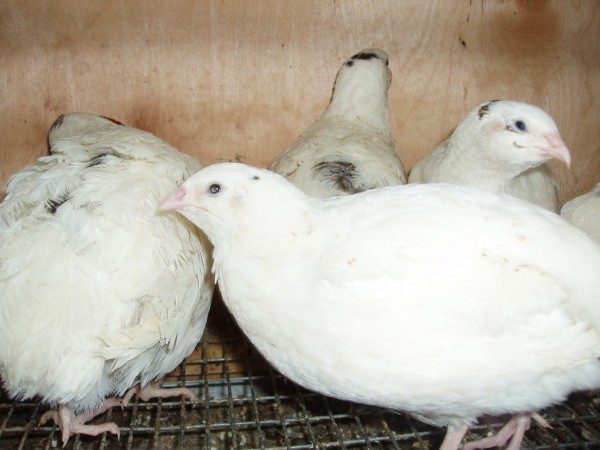  Texas Quail