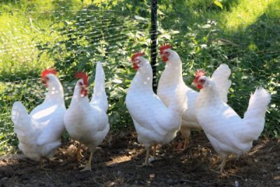  Puii albi Leghorn din spatele rețelei